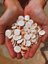 צדף שיבא משמעות | shiva shell