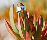 swallow ring